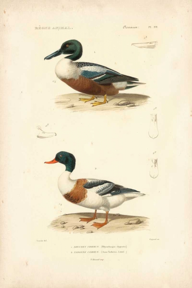 Antique Duck Study II