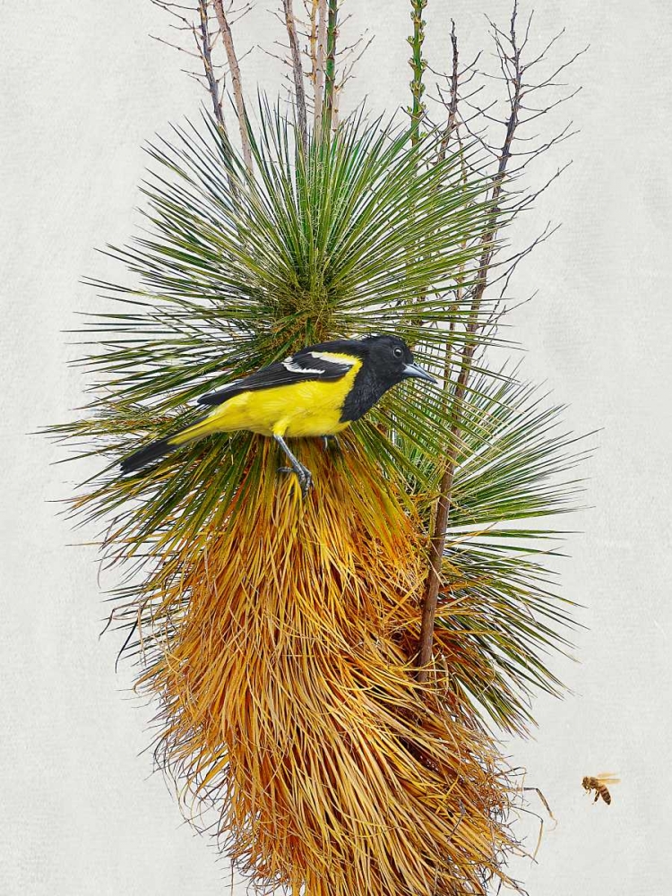 Avian Tropics II