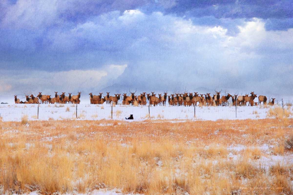 Zippy and the Elk