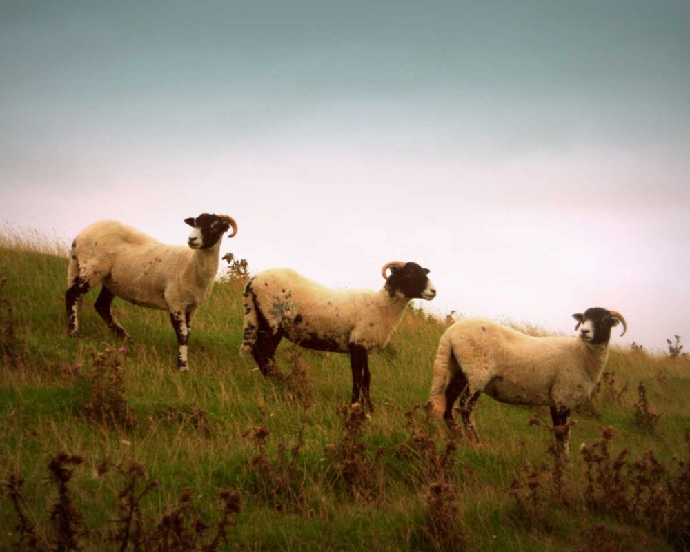 Wooly Friends I