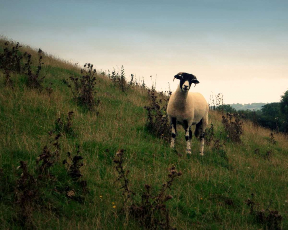 Wooly Friends II