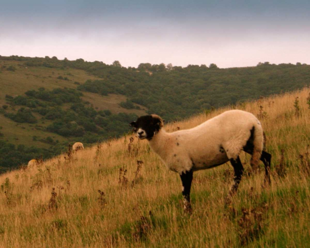 Wooly Friends III