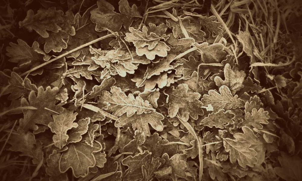 Autumn Leaves
