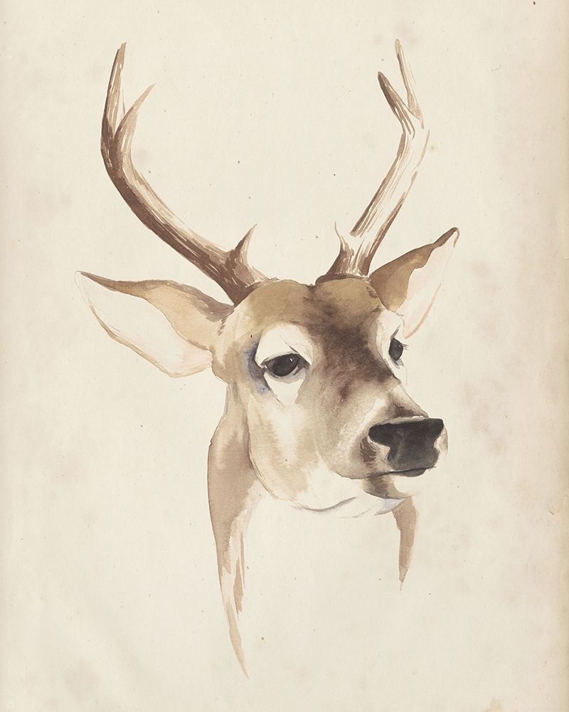 Watercolor Animal Study IV