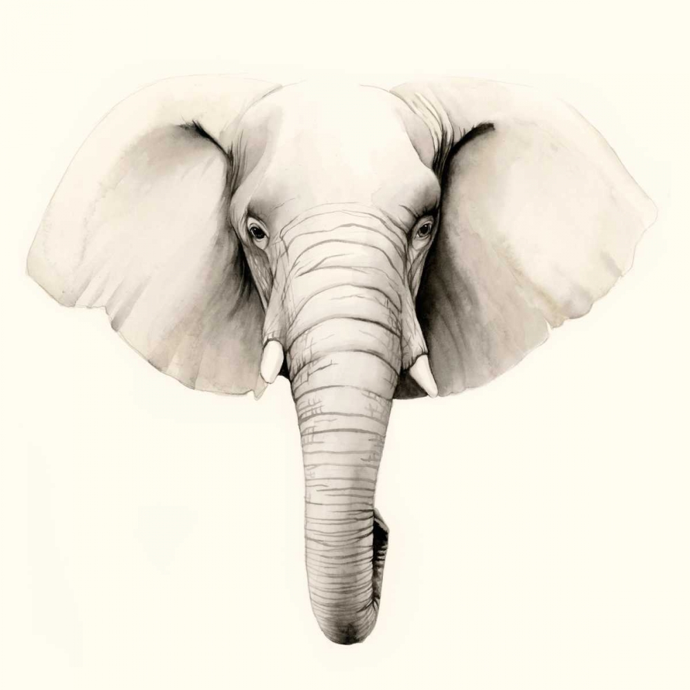 Safari Portrait IV