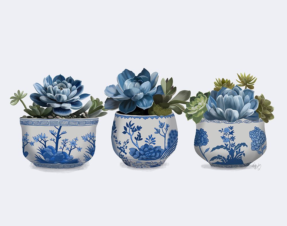 Echeveria Group 1
