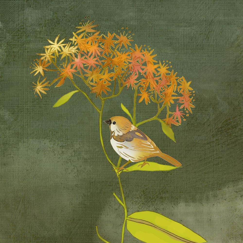 Birding Collection C