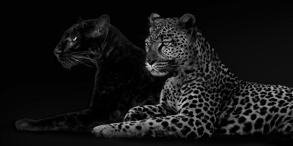 Brotherhood