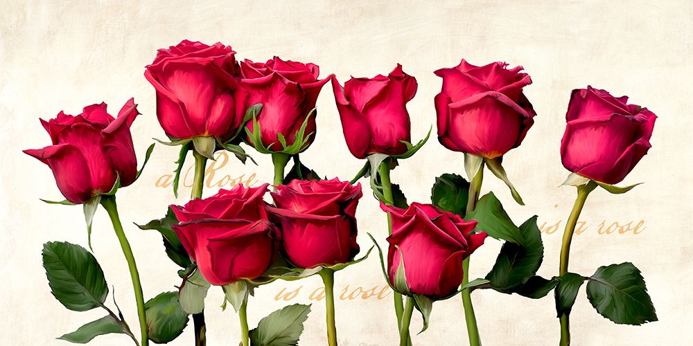 A Rose is a Rose is a Rose