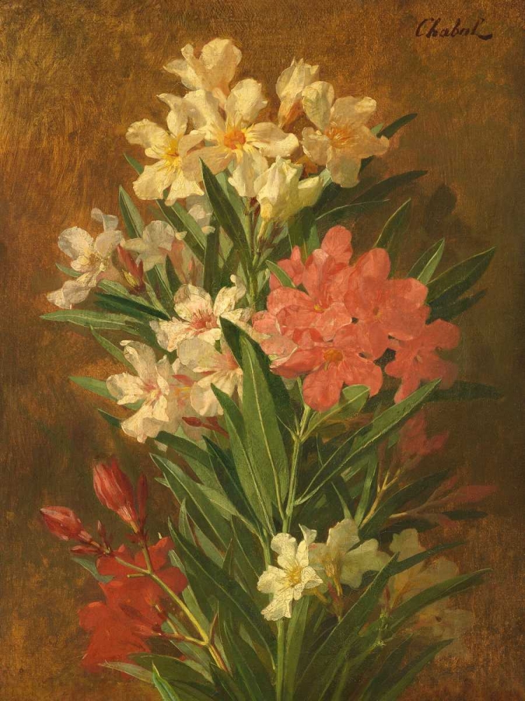 Rot und weiss bluhender Oleander