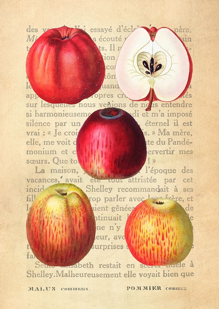 Apple- After Redoute