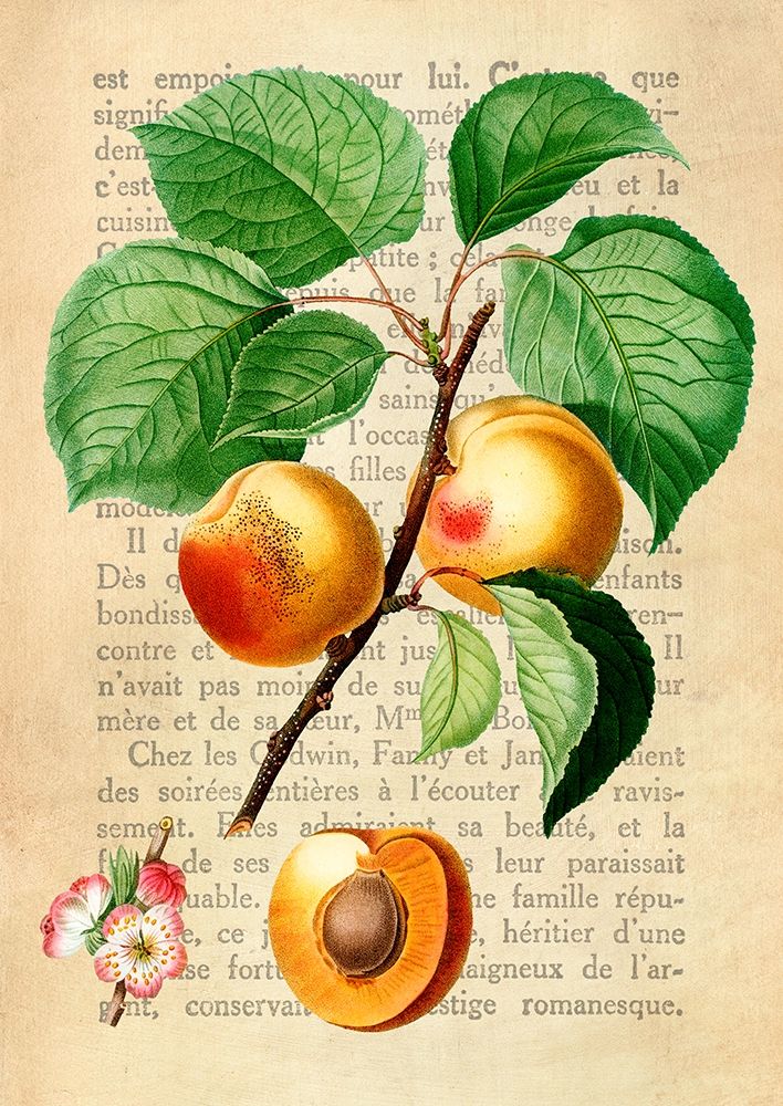 Apricot- After Redoute