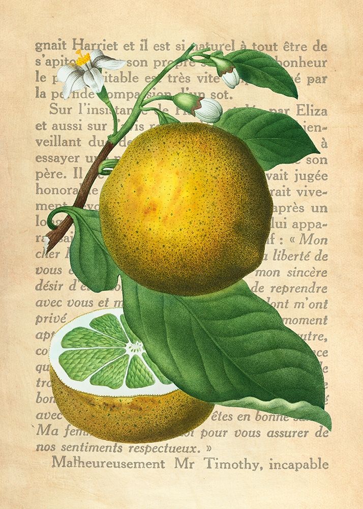 Grapefruit- After Redoute
