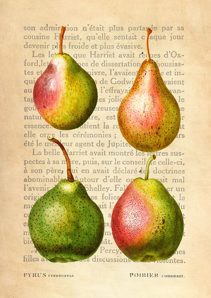 Pears- After Redoute