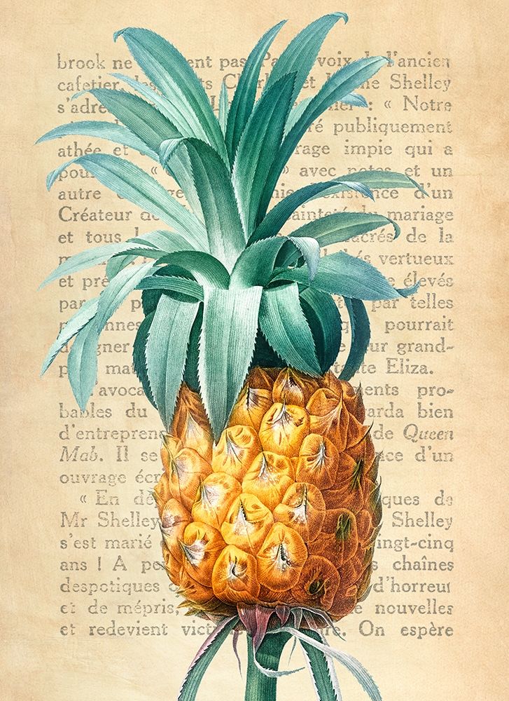 Pineapple- After Redoute