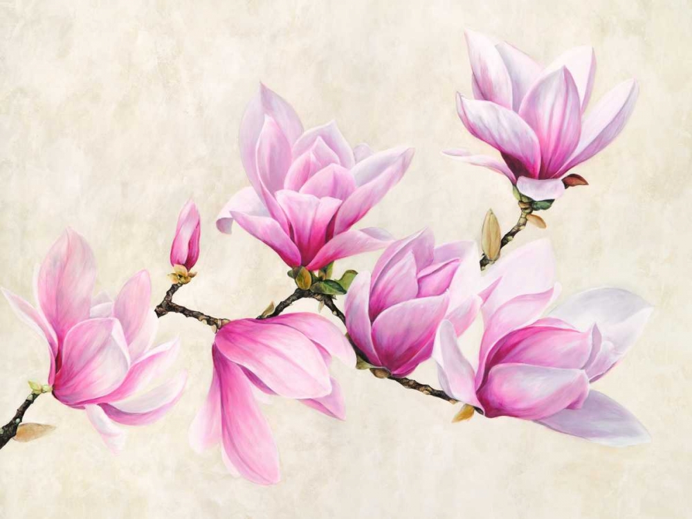Ramo di magnolia
