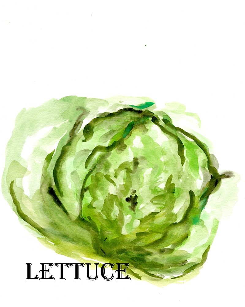 Veggie Sketch  IX-Lettuce