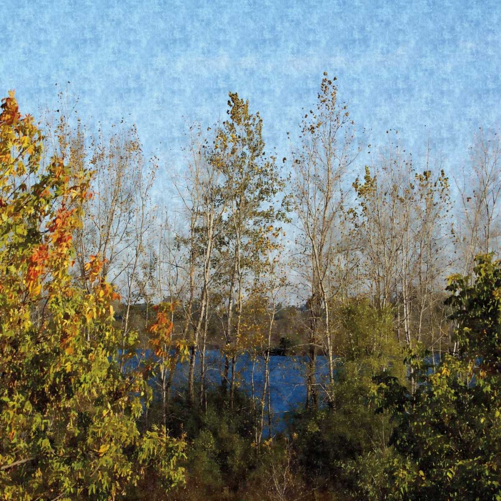 Trees of Fall