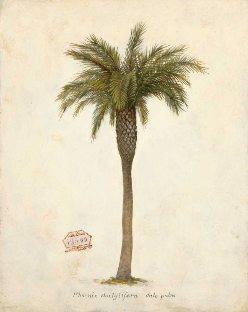 Date Palm Illustration Â Â Â Â Â Â Â Â Â Â Â Â Â Â