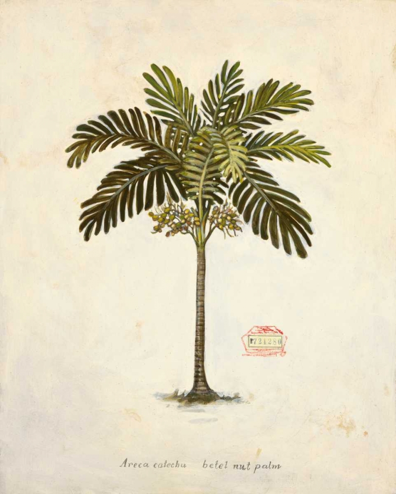 Nut Palm Illustration
