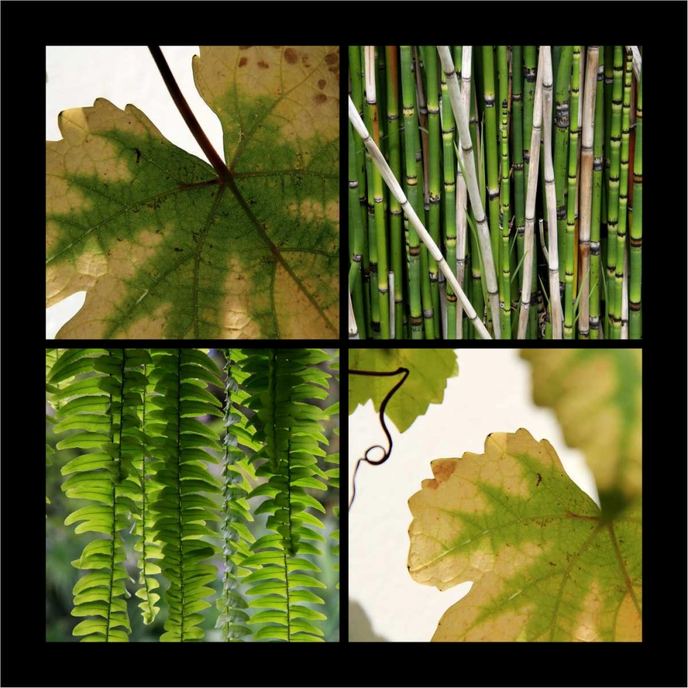 Nature Shapes