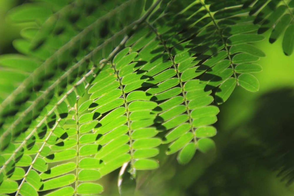 Fresh Green 1