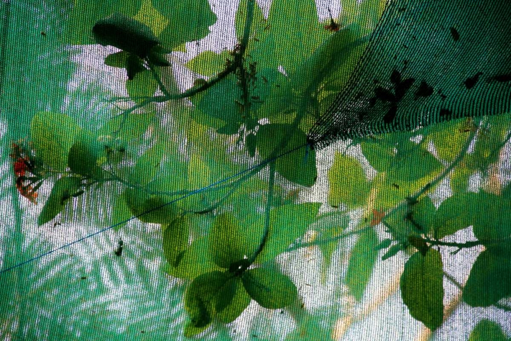 Fresh Green 2