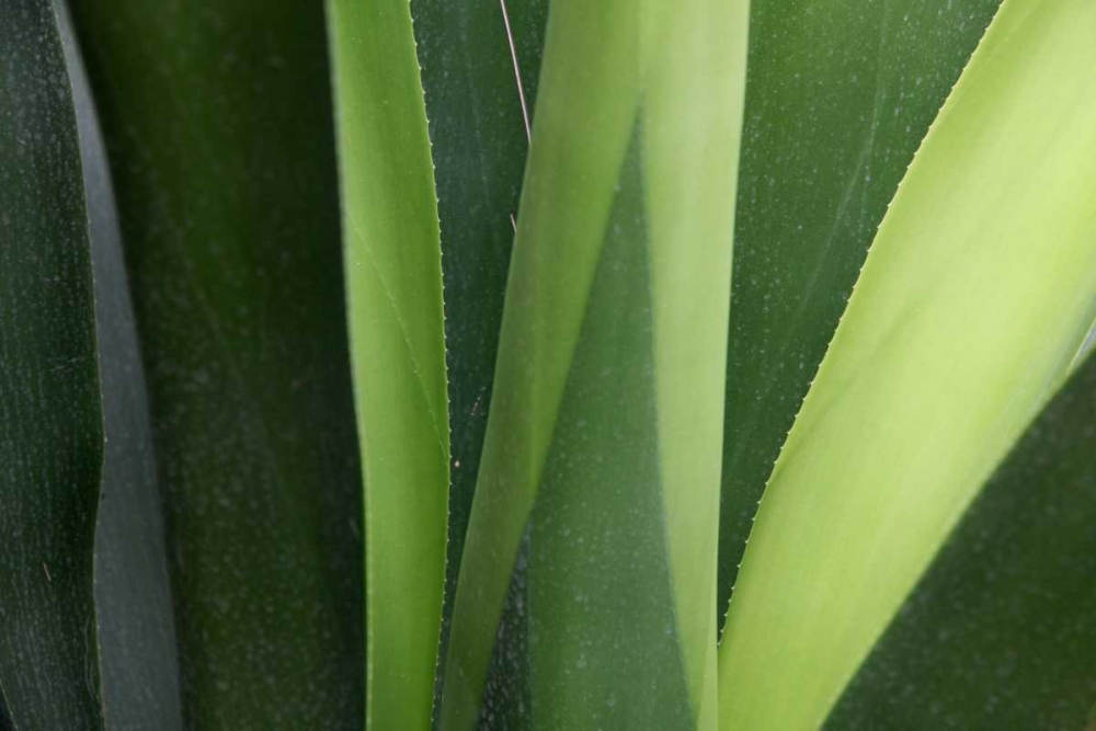 Fresh Green 4