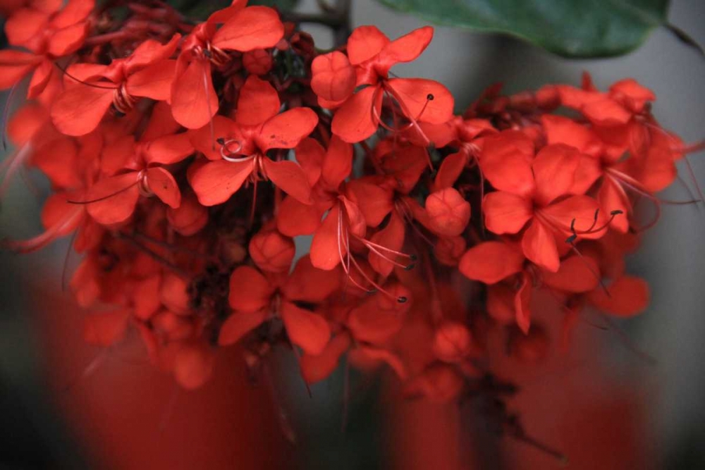 Red Autumn 1