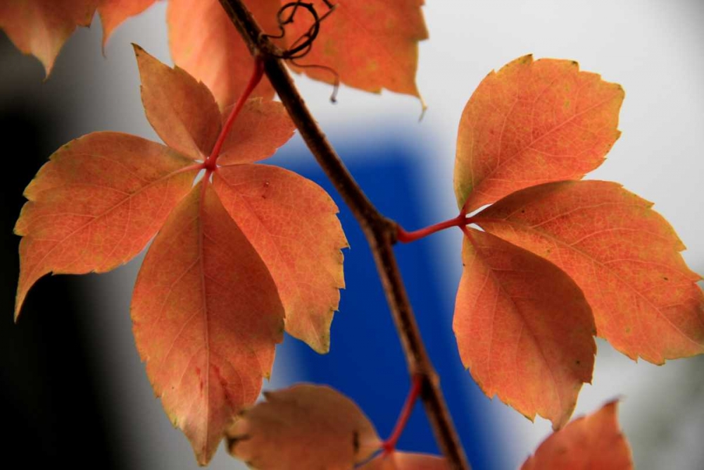 Red Autumn 2