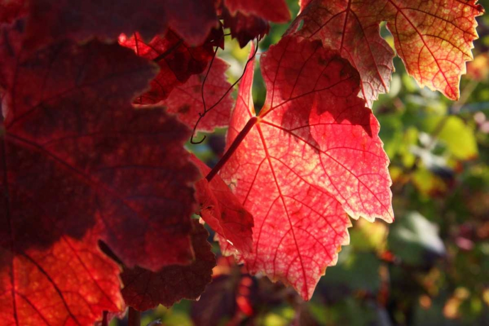 Red Autumn 4
