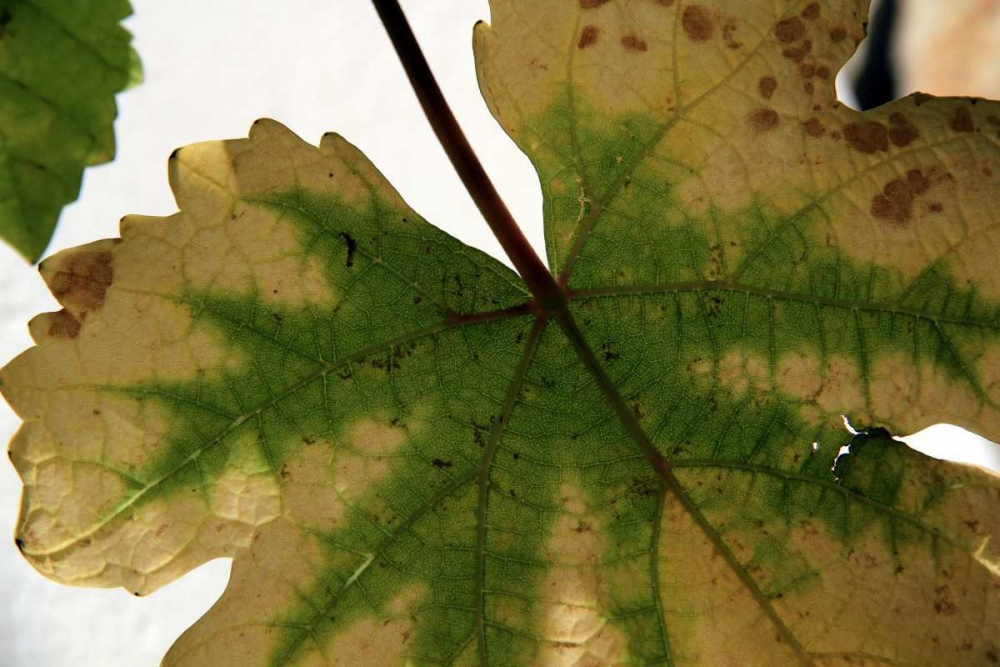 Nature Shapes 1