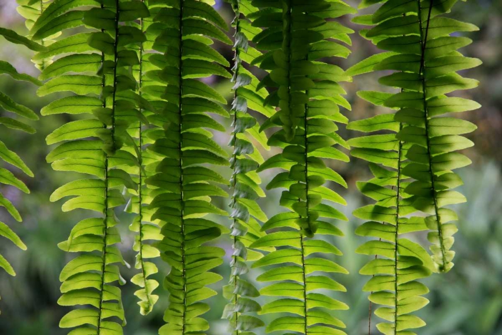 Nature Shapes 3
