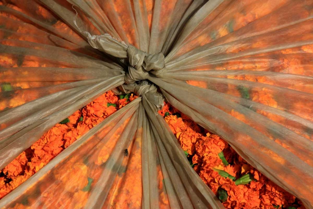 Global Orange 3