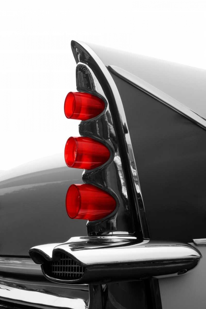Gray Tailfin