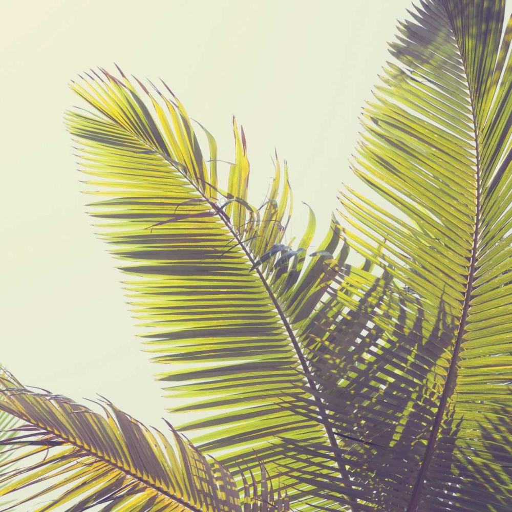 Sunshine Palm Trees