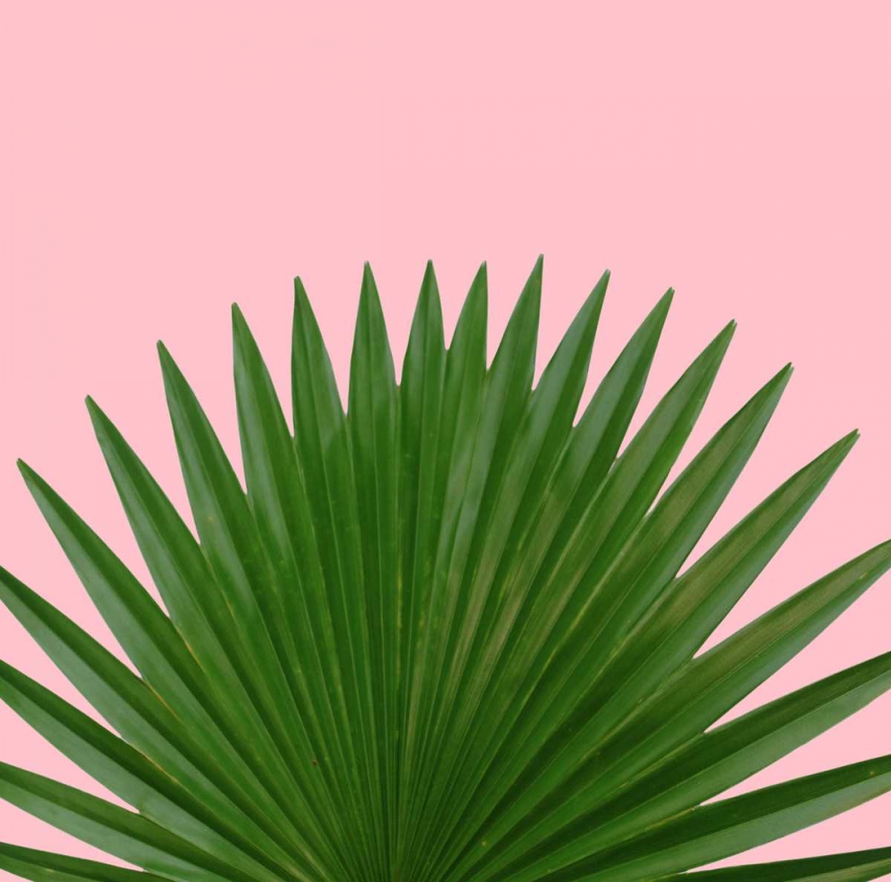 Miami Vibe 1