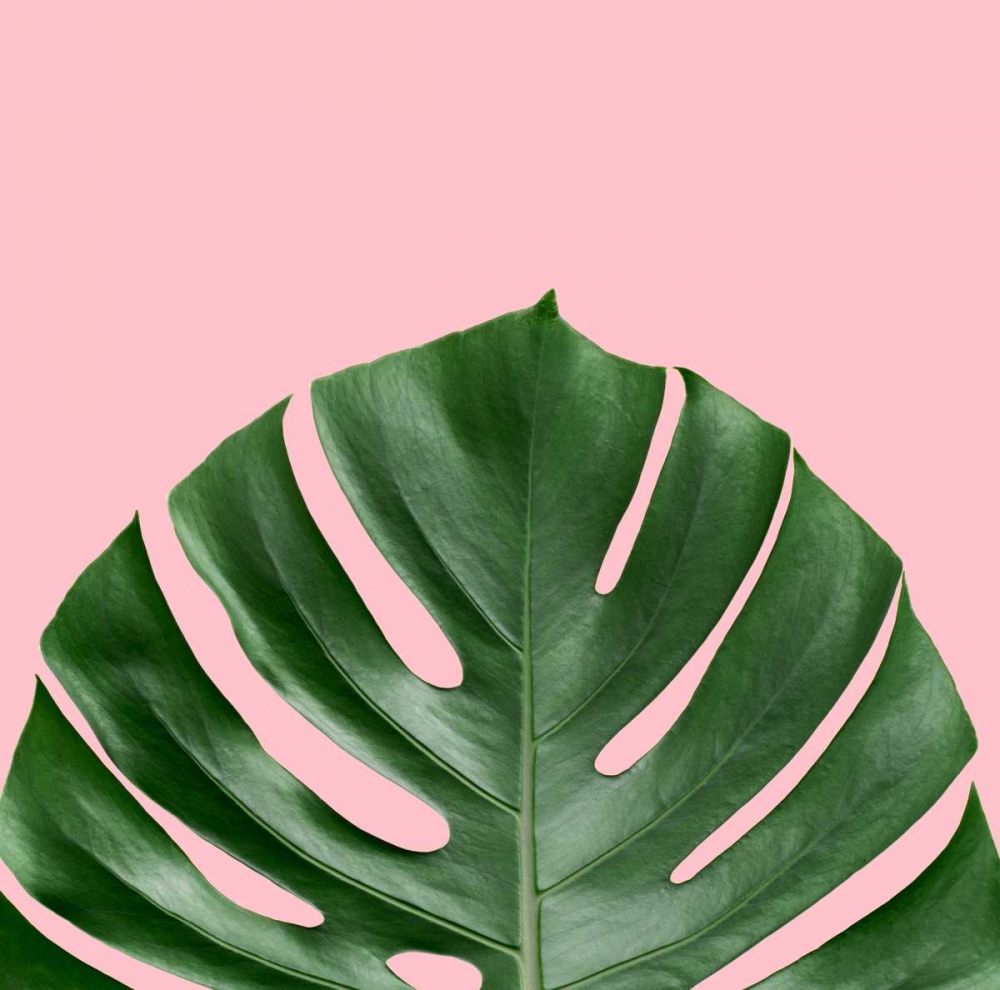 Miami Vibe 2
