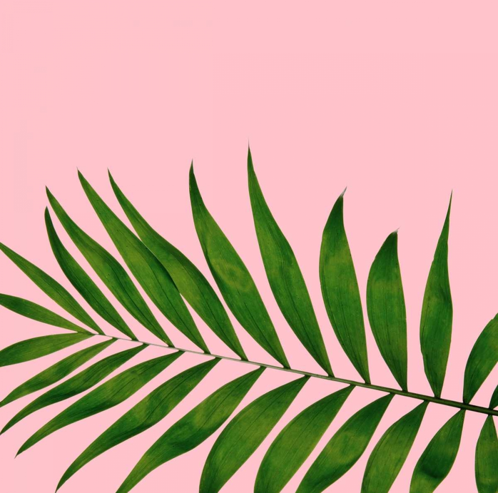 Miami Vibe 3