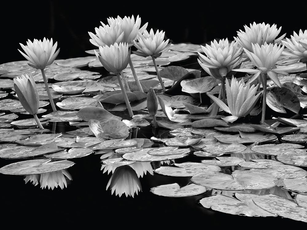 Pond Abundance