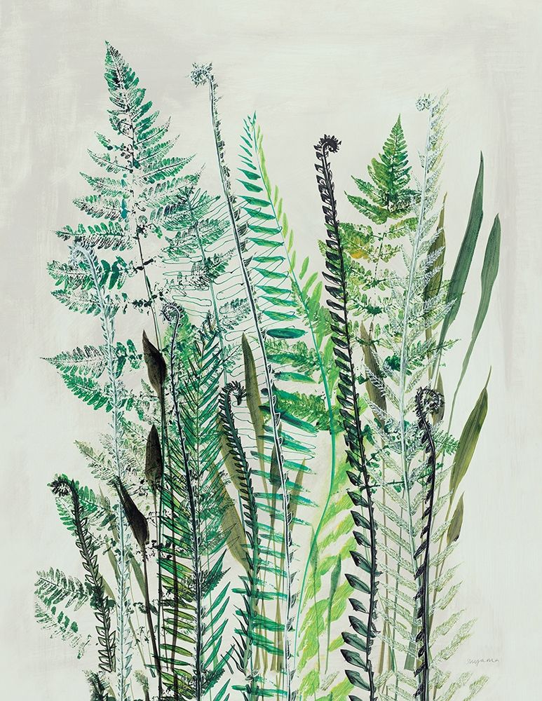 Ferns I