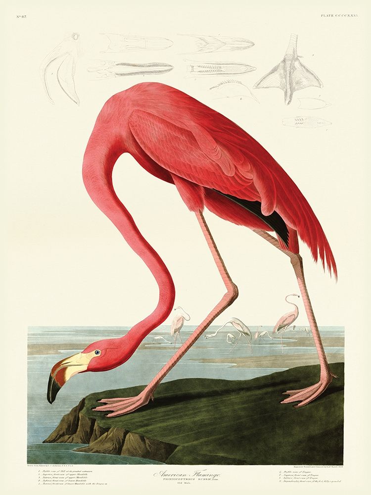 American Flamingo