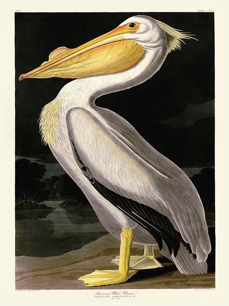 American White Pelican
