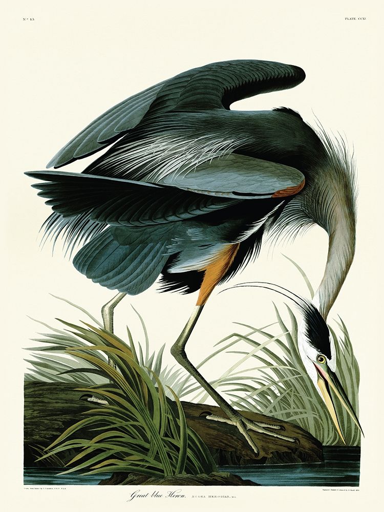 Great Blue Heron