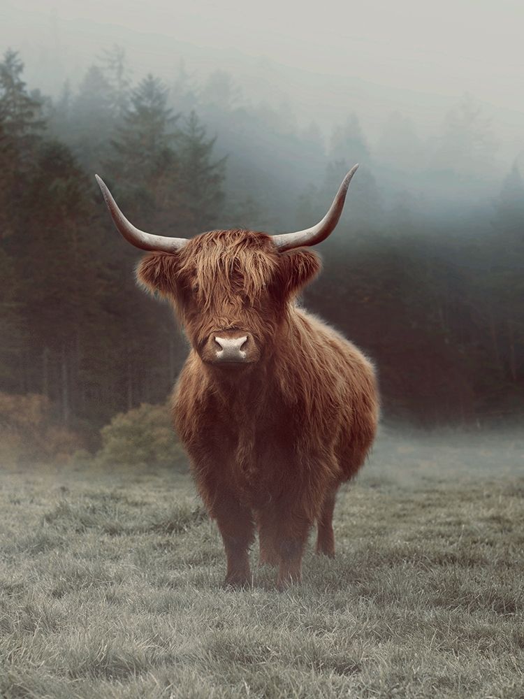 Hamish