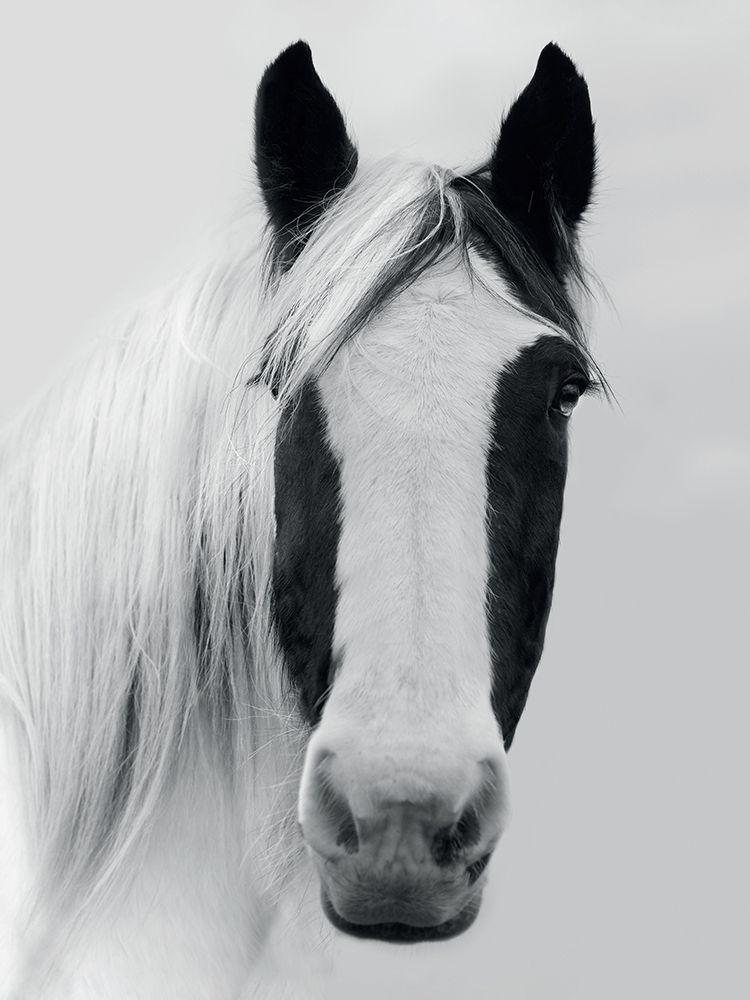 Nordic Horse I