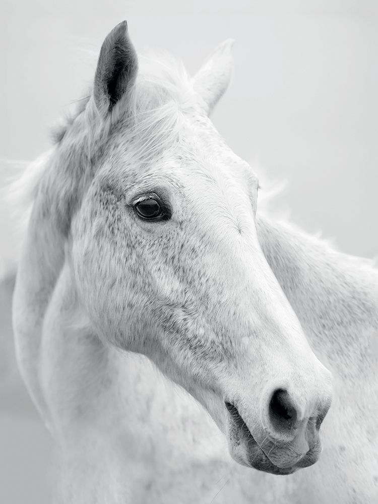 Nordic Horse II