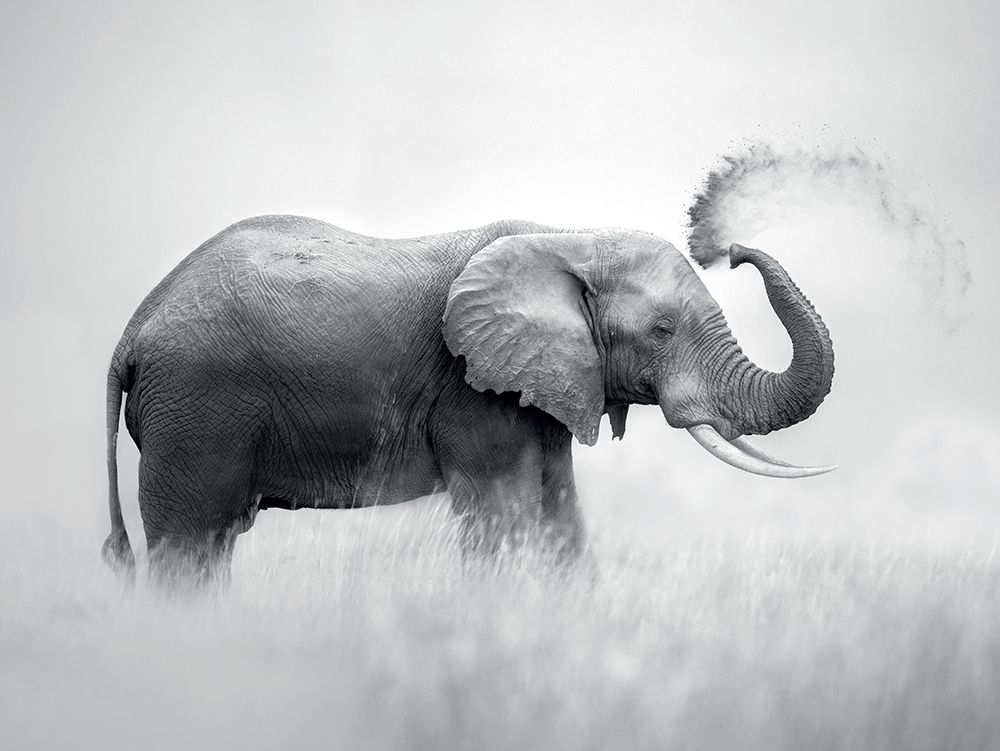 Dust Bath