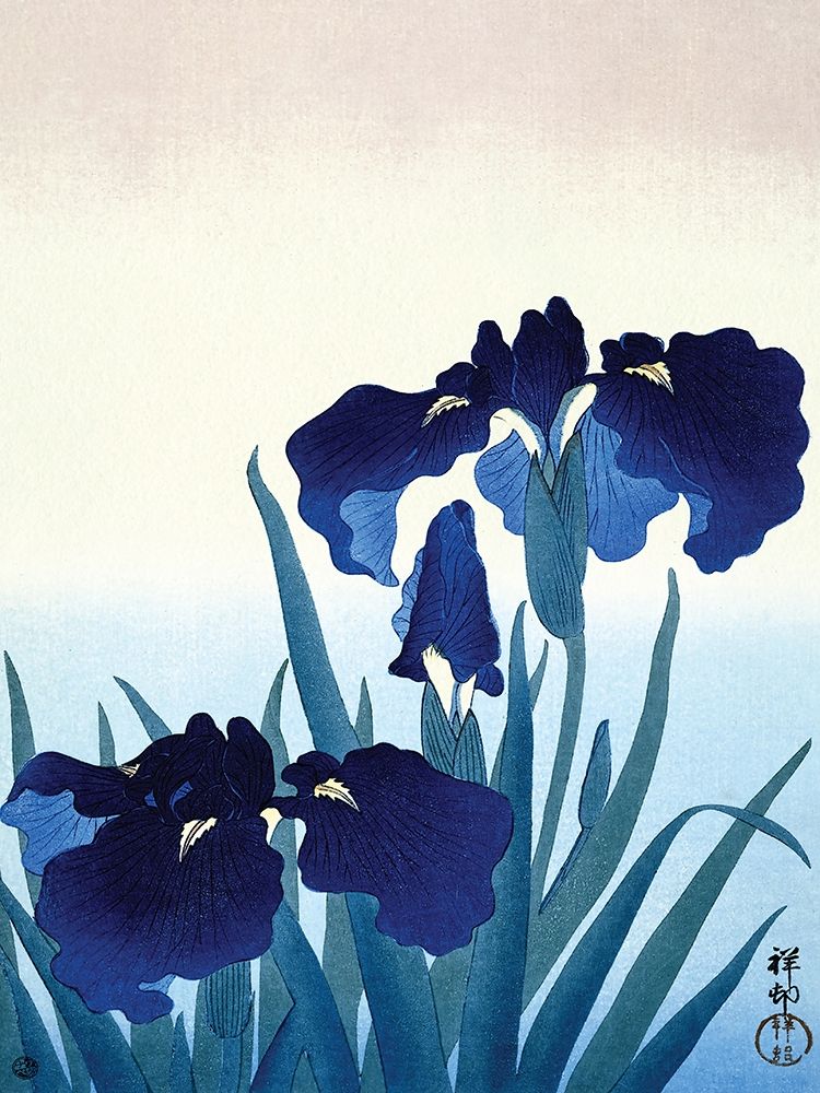 Iris Flowers