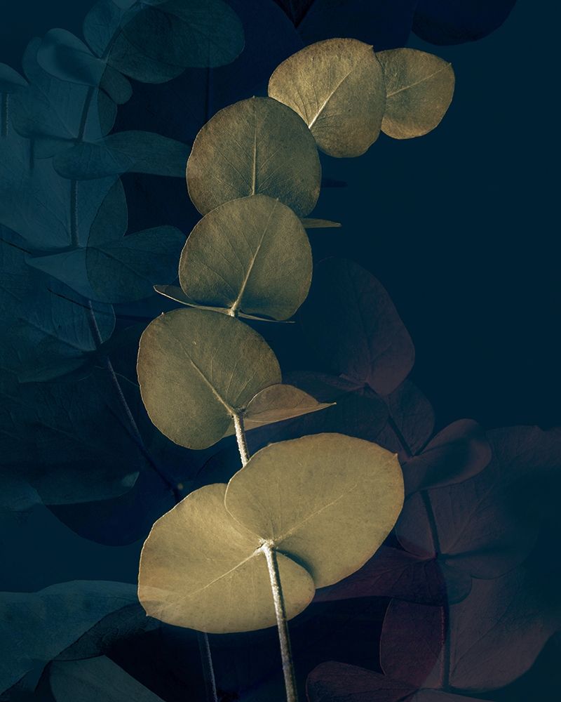 Dark Tropics I